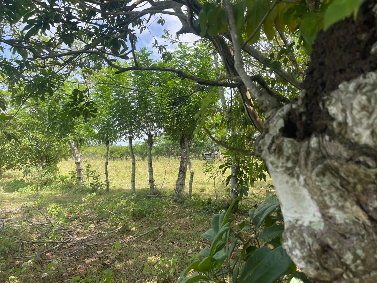 Vendo Finca GANADERA – AGRICOLA de 135 tareas en DON JUAN MONTE PLATA Foto 7318742-11.jpg