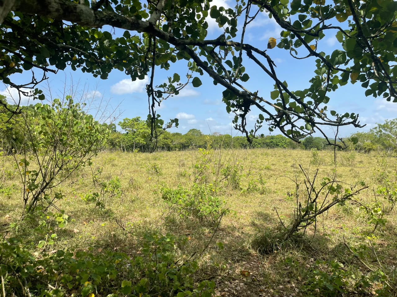 Vendo Finca GANADERA – AGRICOLA de 135 tareas en DON JUAN MONTE PLATA Foto 7318742-3.jpg