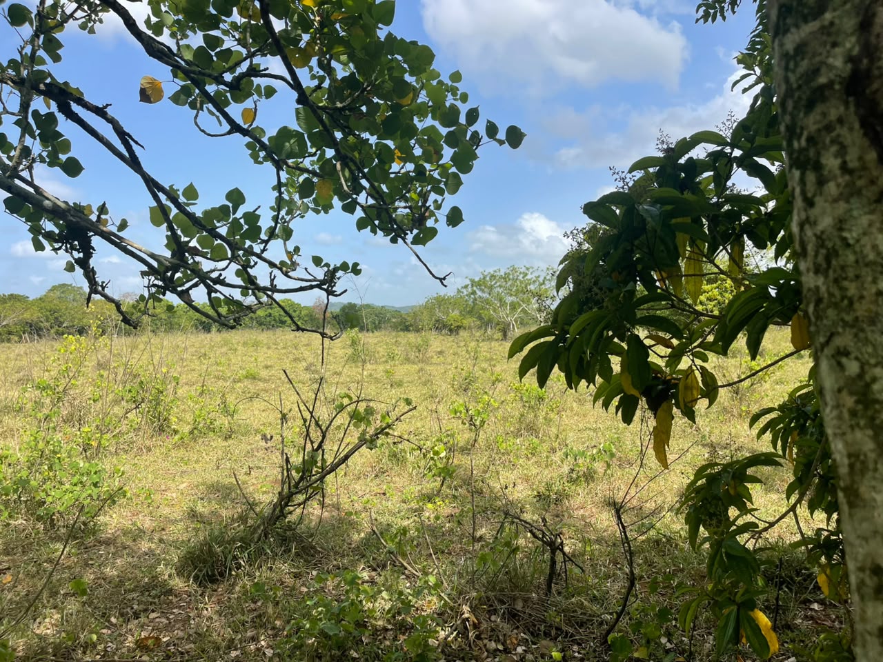 Vendo Finca GANADERA – AGRICOLA de 135 tareas en DON JUAN MONTE PLATA Foto 7318742-6.jpg