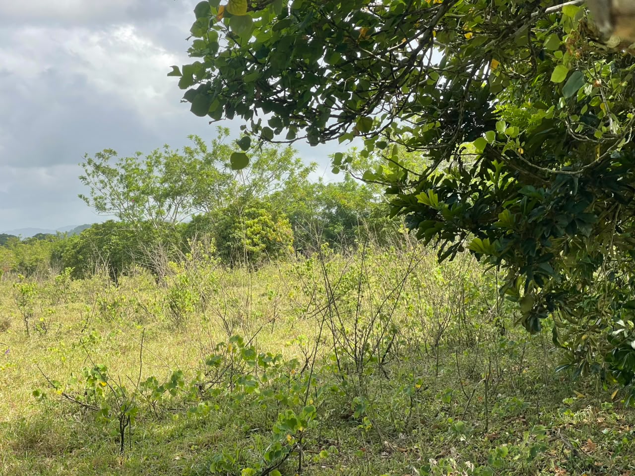 Vendo Finca GANADERA – AGRICOLA de 135 tareas en DON JUAN MONTE PLATA Foto 7318742-7.jpg