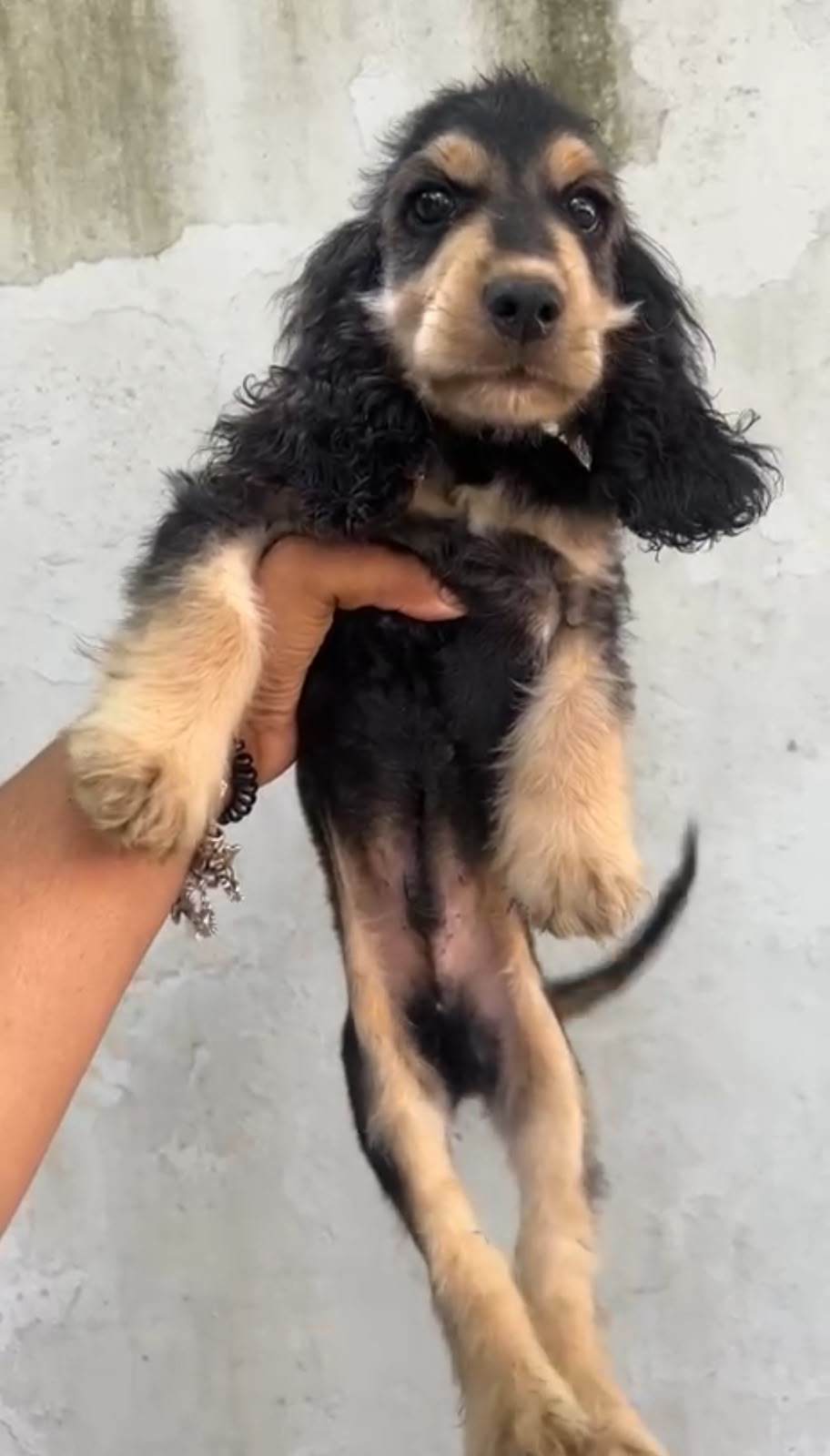 OFERTA CACHORRO COCKER SPANIEL AMBOS SEXO  EN SANTO DOMINGO Y VACUNA A Foto 7318765-1.jpg