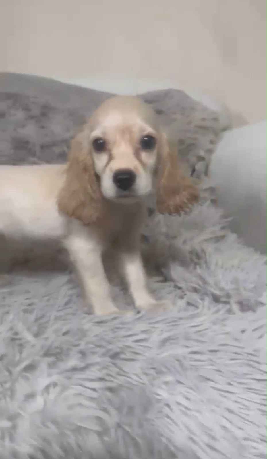 OFERTA CACHORRO COCKER SPANIEL AMBOS SEXO  EN SANTO DOMINGO Y VACUNA A Foto 7318765-2.jpg