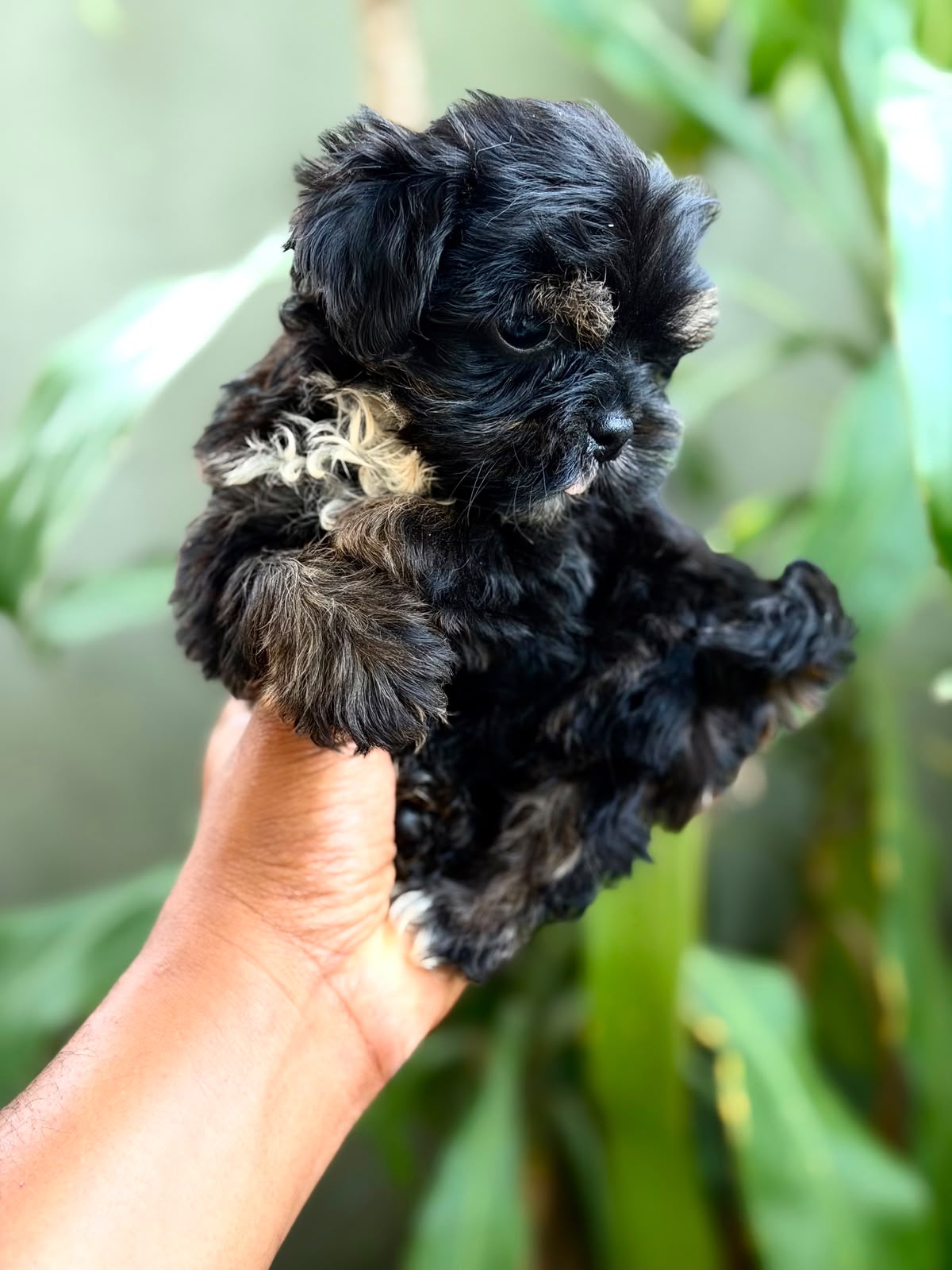 OFERTA CACHORRO SHIPOO HEMBRA EN SANTO DOMINGO Y VACUNA AL DIA  Foto 7318775-1.jpg