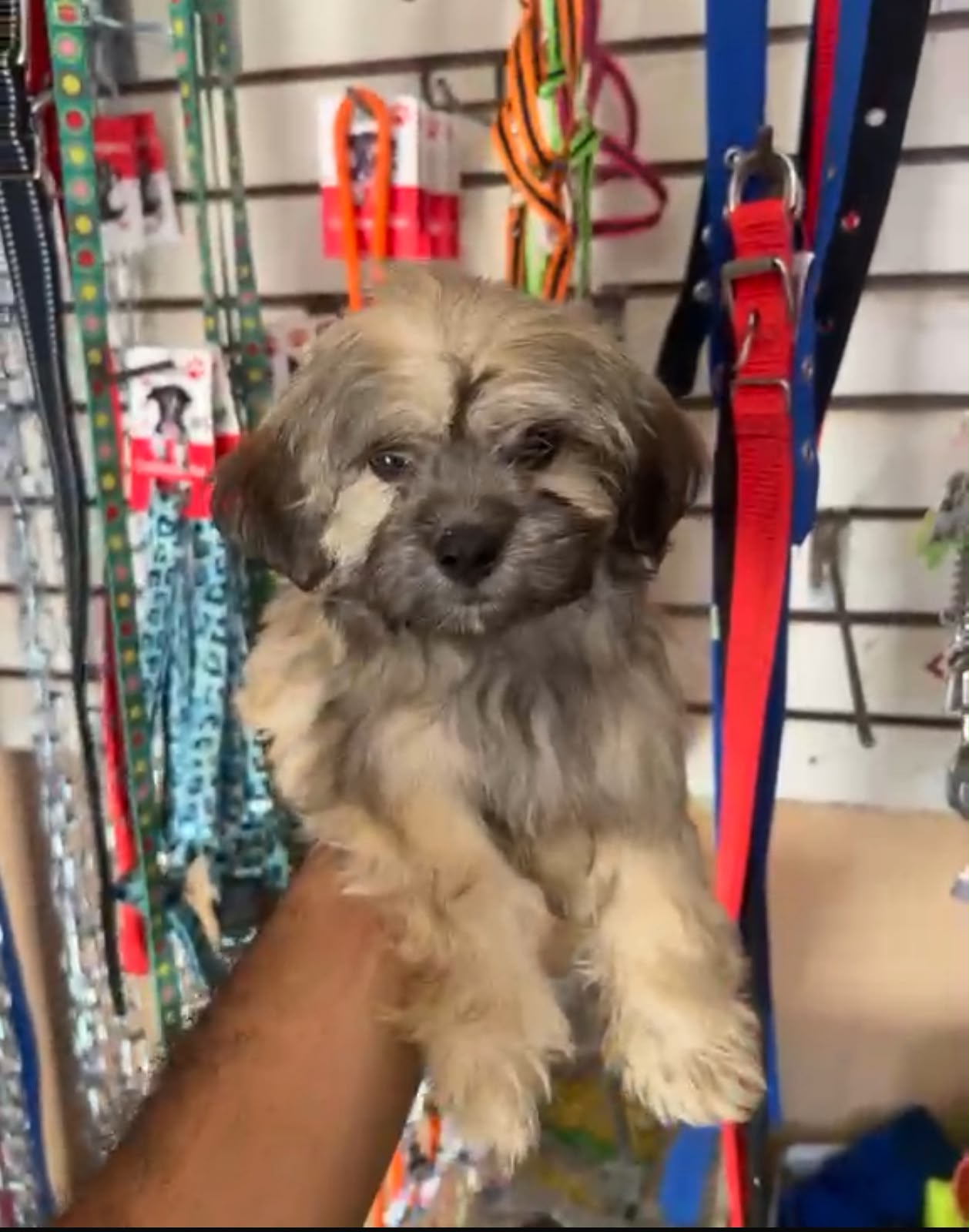 OFERTA CACHORRO SHIPOO HEMBRA  EN SANTO DOMINGO Y VACUNA AL DIA  Foto 7318776-1.jpg