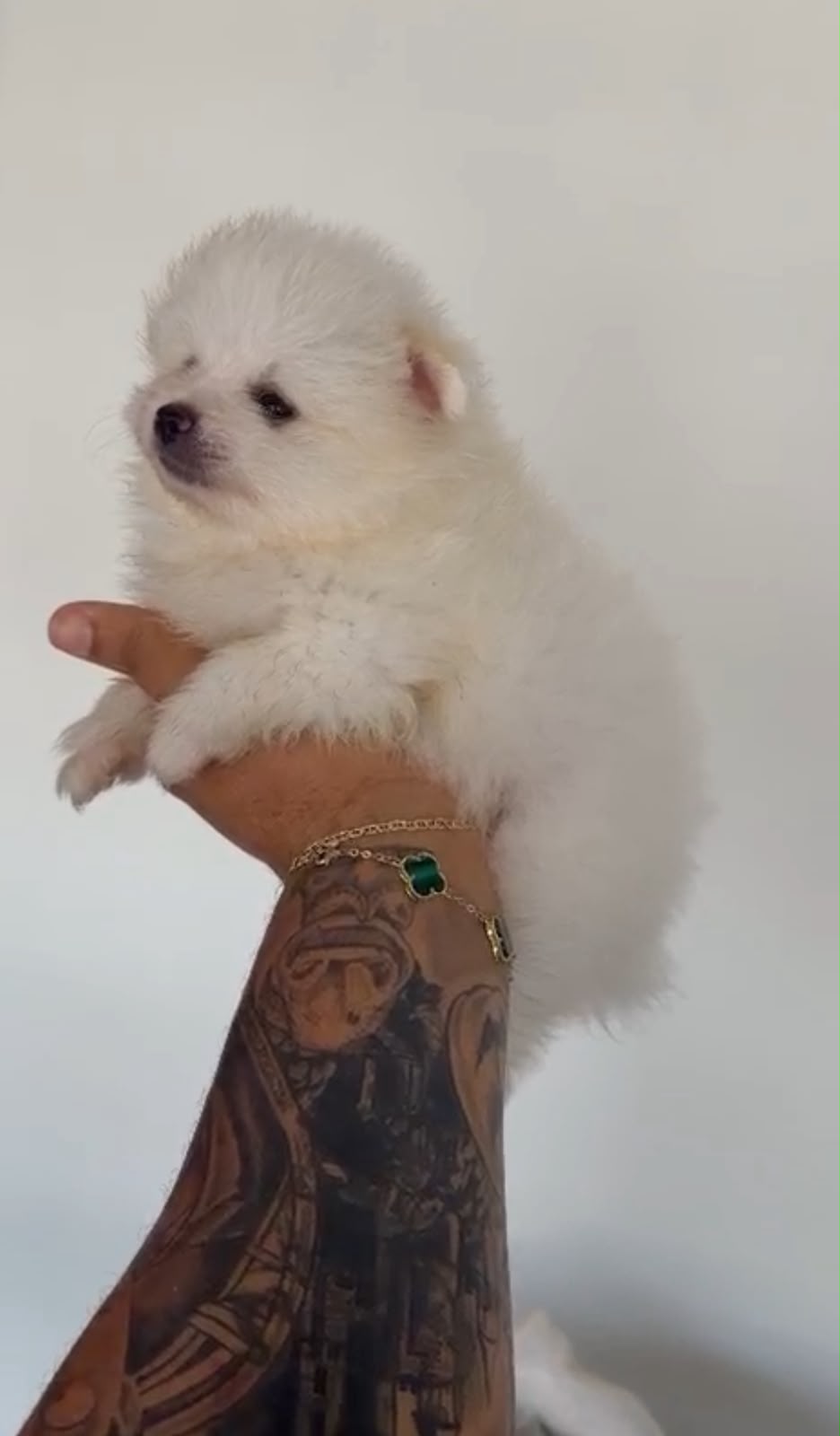OFERTA CACHORRO POMERANIA MACHO EN SANTO DOMINGO Y VACUNADA Foto 7318778-2.jpg
