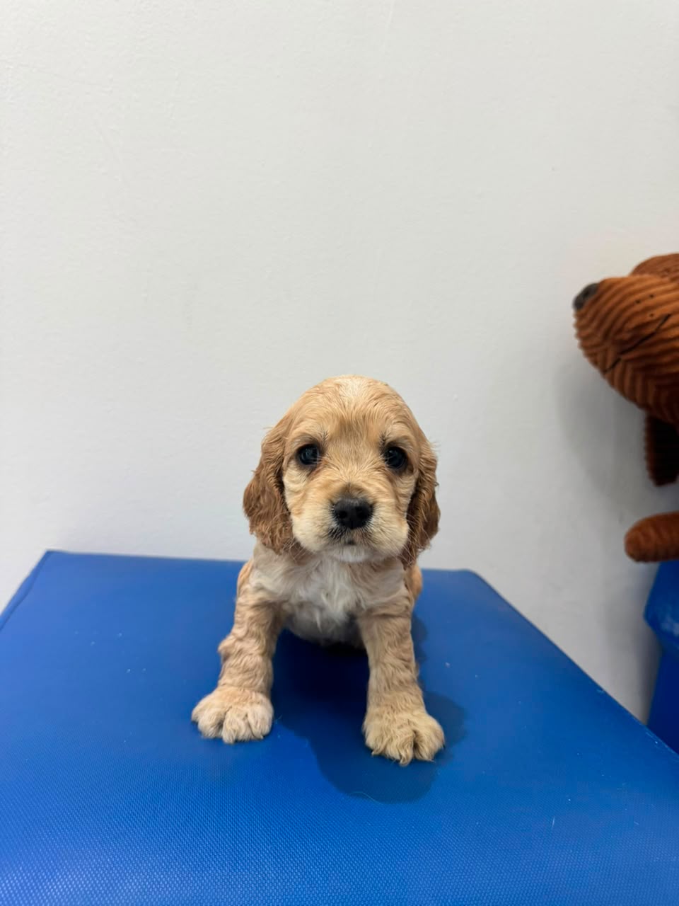 OFERTA CACHORRO COCKER SPANIEL AMBOS SEXO  EN SANTO DOMINGO Y VACUNA A Foto 7318780-2.jpg