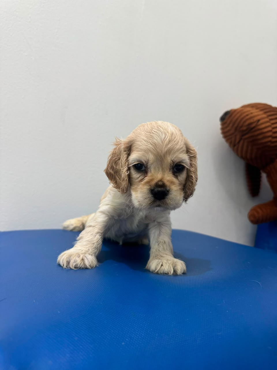 OFERTA CACHORRO COCKER SPANIEL AMBOS SEXO  EN SANTO DOMINGO Y VACUNA A Foto 7318780-3.jpg