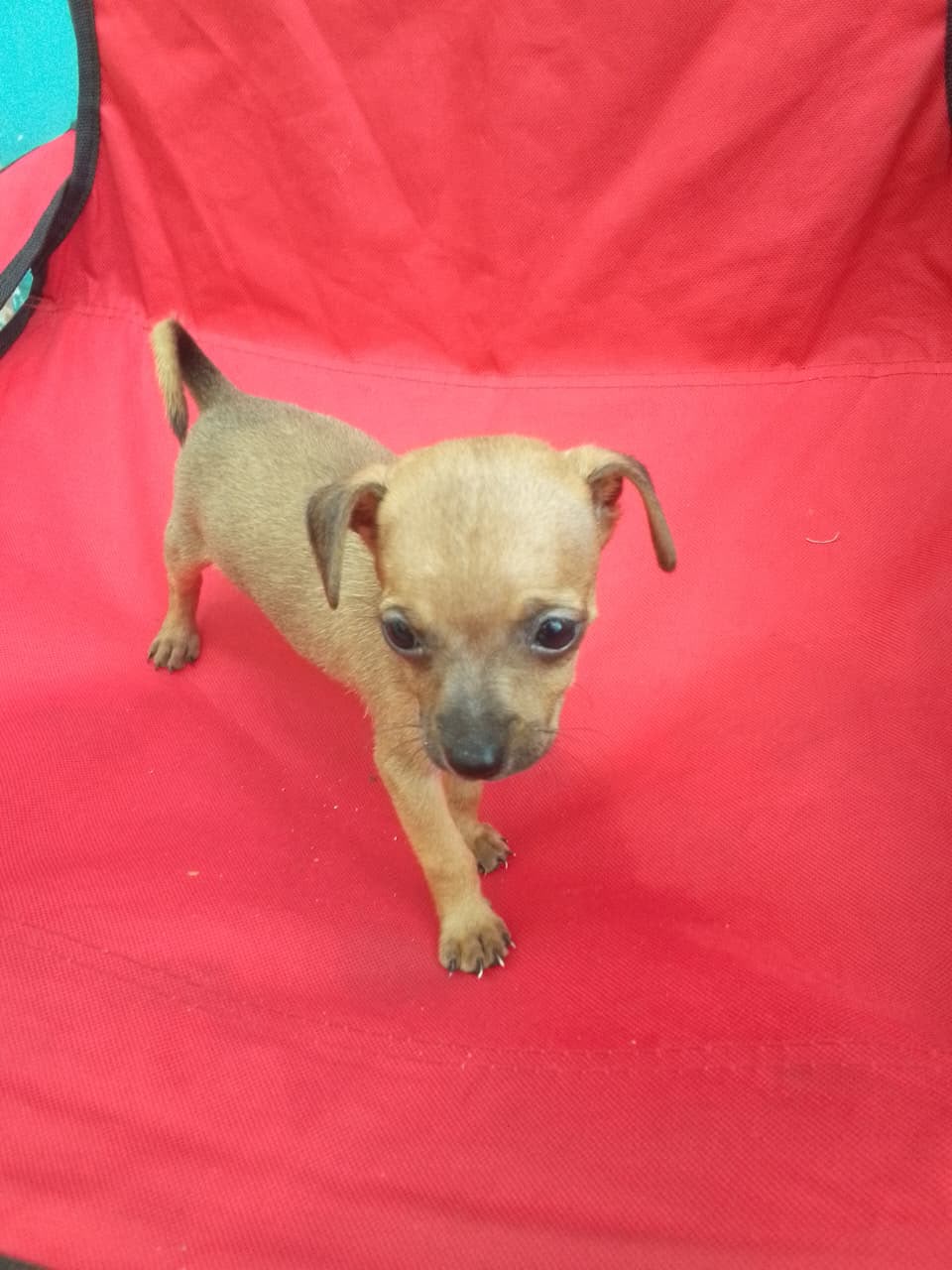 OFERTA CACHORRO CHIHUAHUA HEMBRA EN SANTO DOMINGO Y VACUNA AL DIA  Foto 7318785-2.jpg
