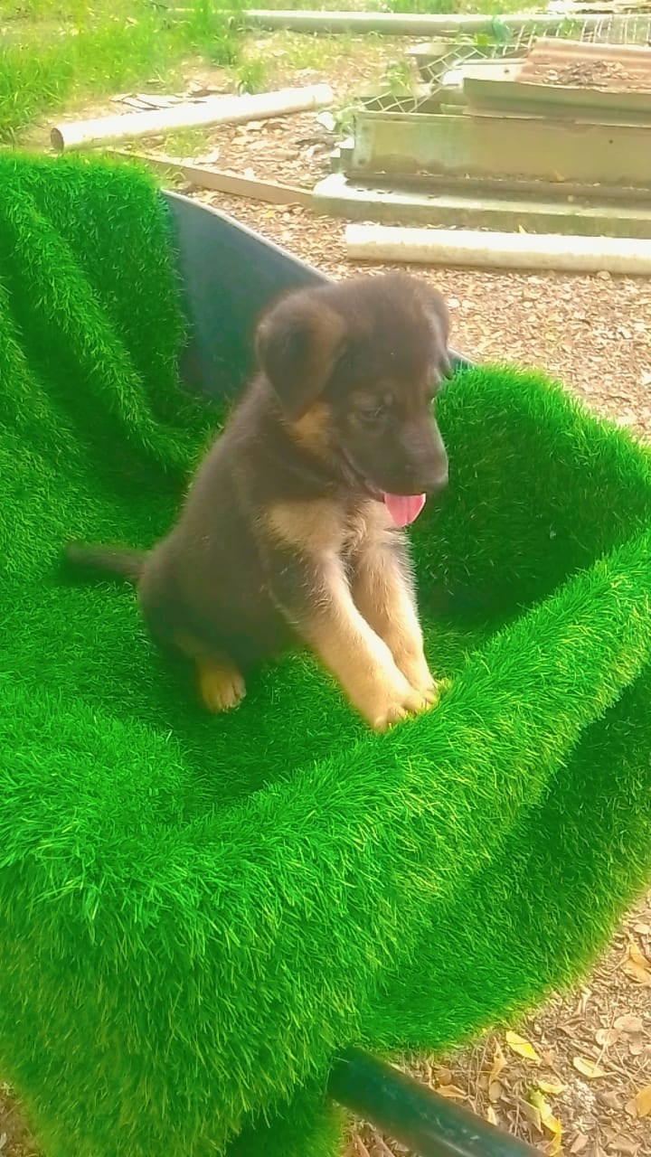 OFERTA CACHORRO PASTOR ALEMAN AMBOS SEXO EN SANTO DOMINGO Y VACUNA AL  Foto 7318808-1.jpg