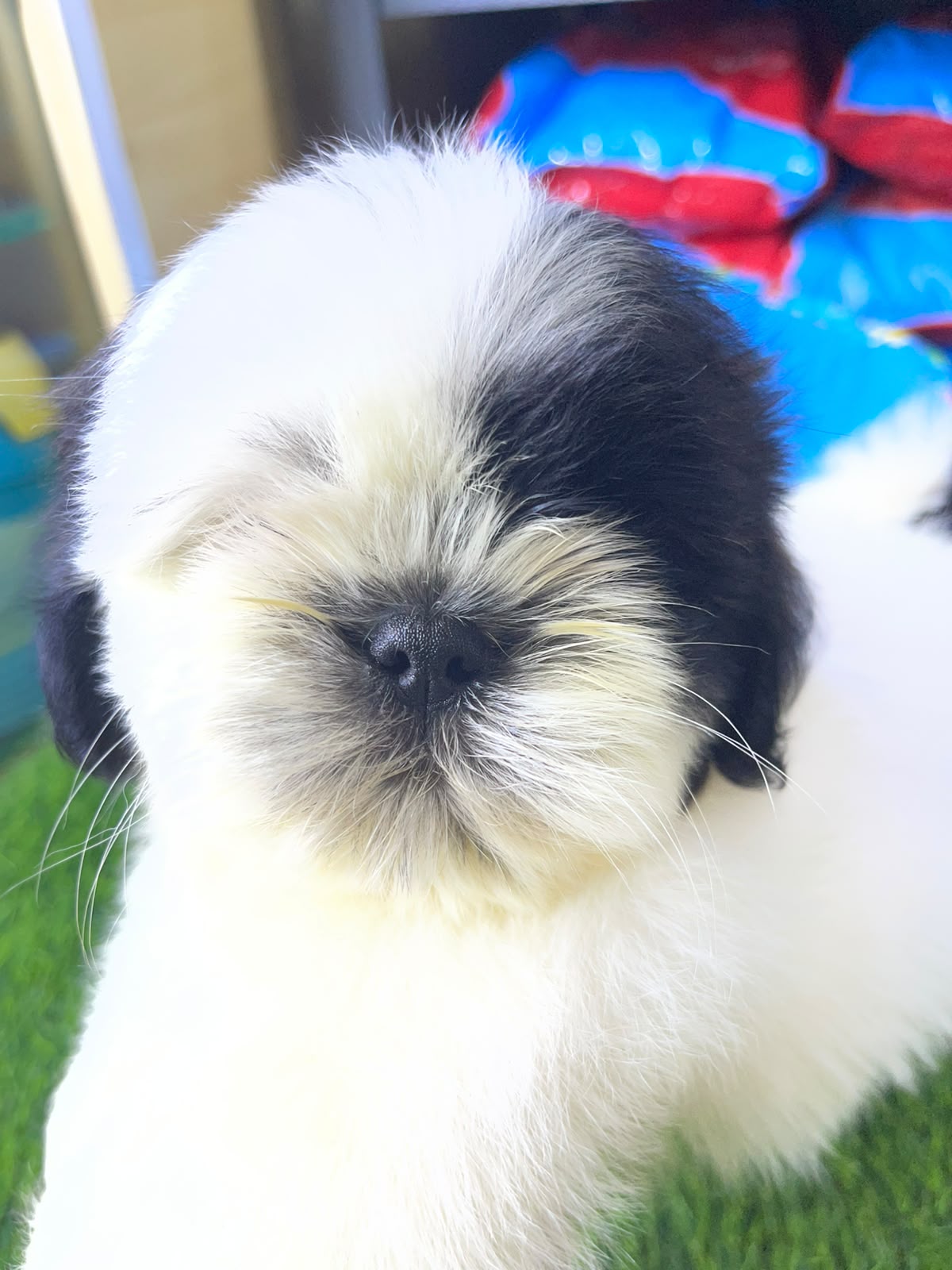 OFERTA CACHORRO SHIH TZU MACHO EN SANTO DOMINGO Y VACUNADOS  Foto 7318809-1.jpg