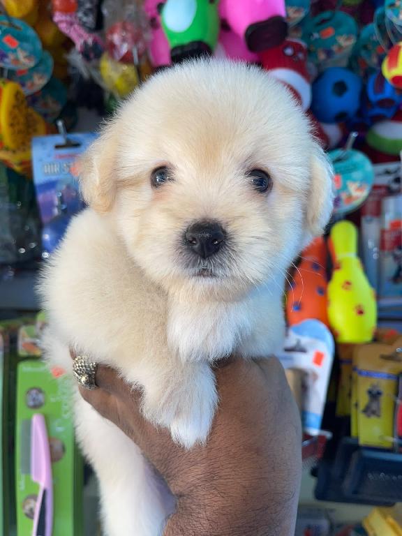 OFERTA CACHORRO MALTIPOO MACHO  EN SANTO DOMINGO Y VACUNA AL DIA  Foto 7318811-1.jpg