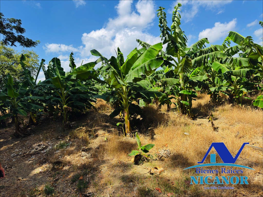 Finca sembrada de platanos en ventas Foto 7318895-2.jpg