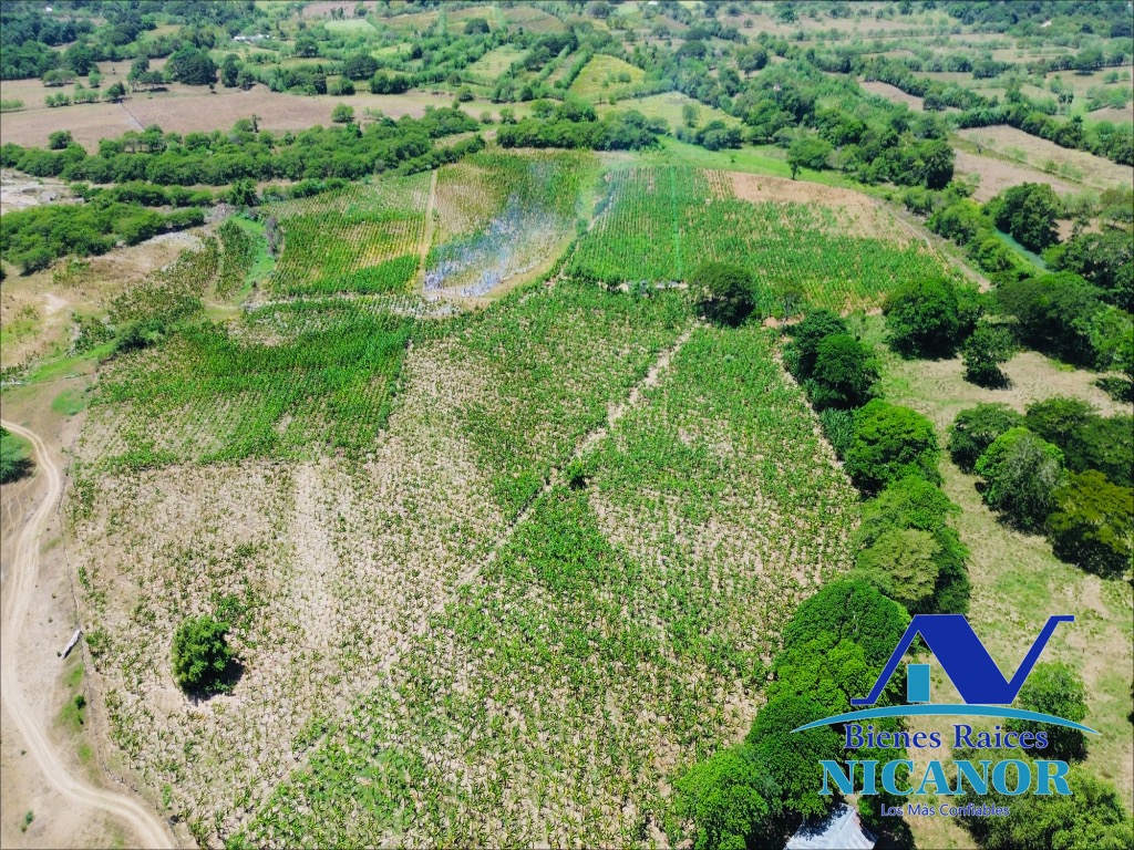 Finca sembrada de platanos en ventas Foto 7318895-4.jpg