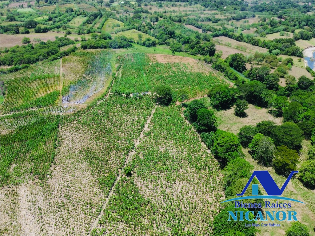 Finca sembrada de platanos en ventas Foto 7318895-8.jpg