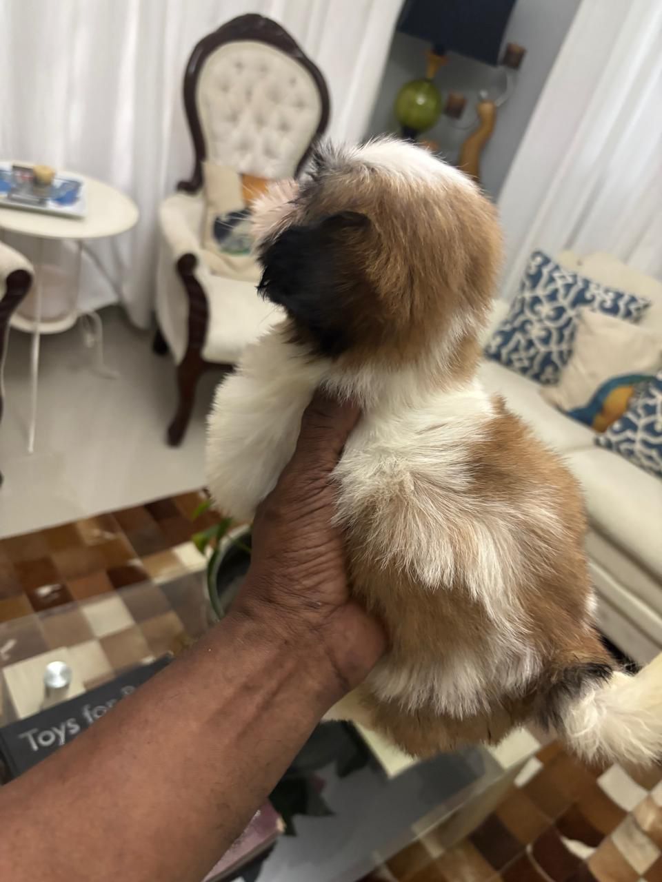 OFERTA CACHORRO SHIH TZU MACHO EN SNATO DOMINGO Y VACUNA AL DIA  Foto 7319039-1.jpg