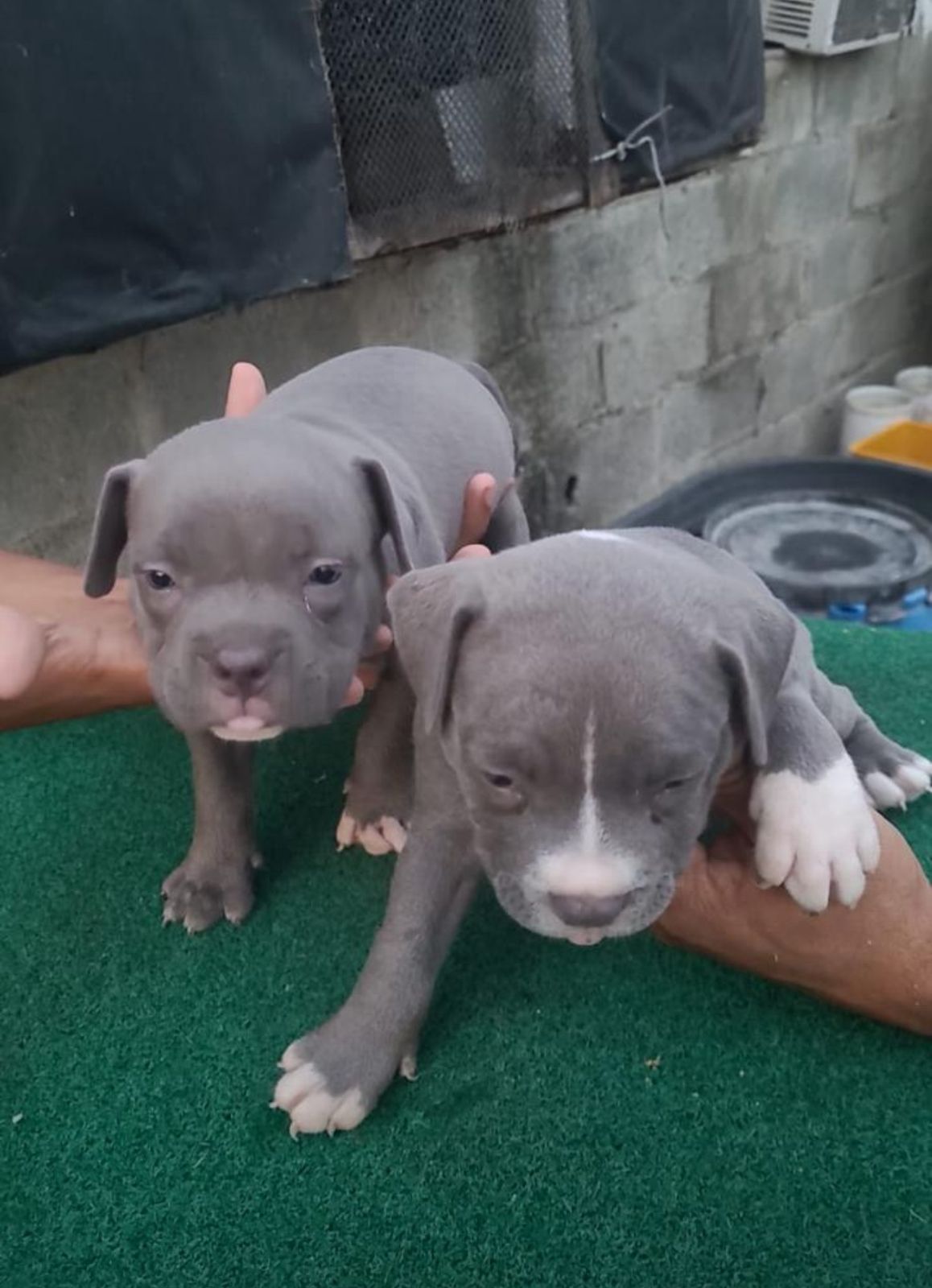 OFERTA CACHORRO PITBULL HEMBRA EN SANTO DOMINGO VACUNADO Foto 7319040-1.jpg