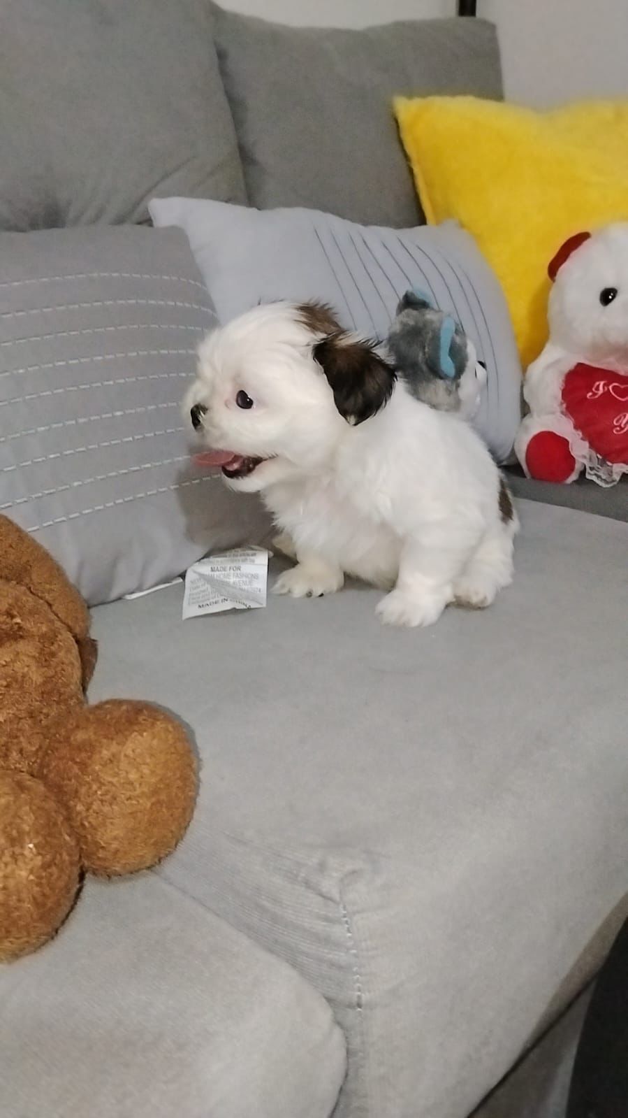 OFERTA CACHORRO SHIH TZU MACHO EN SNATO DOMINGO Y VACUNA AL DIA  Foto 7319041-1.jpg