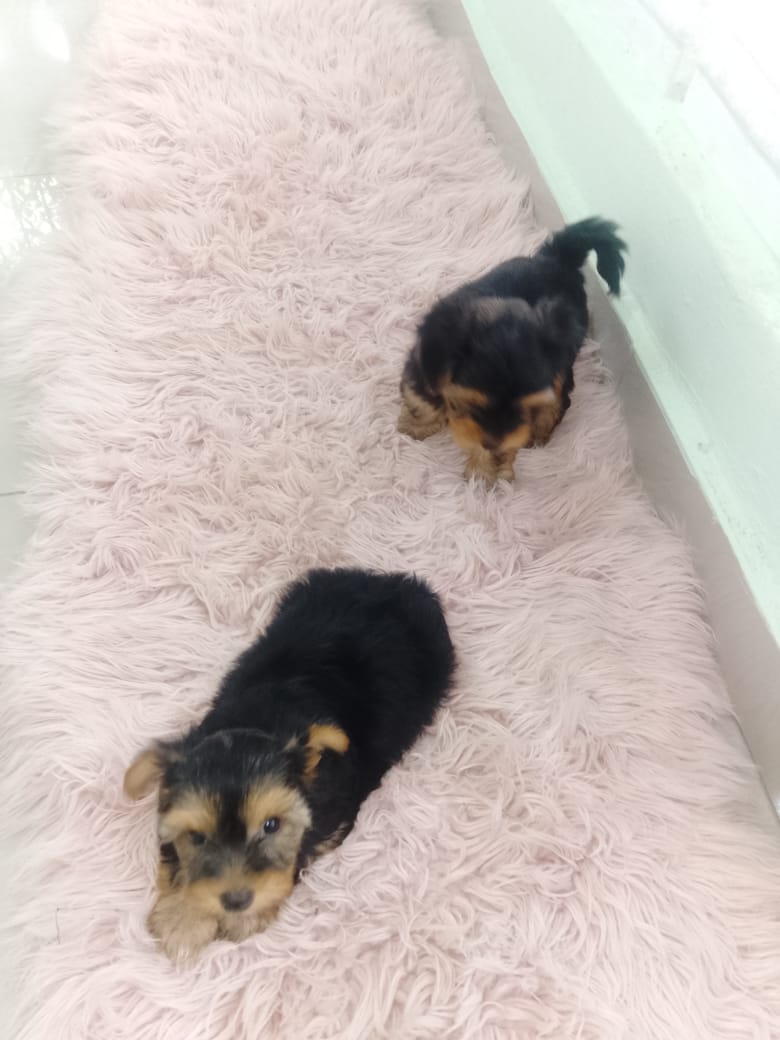 OFERTA CACHORRO YORKIE HEMBRA EN SANTO DOMINGO Y VACUNADA Foto 7319042-1.jpg