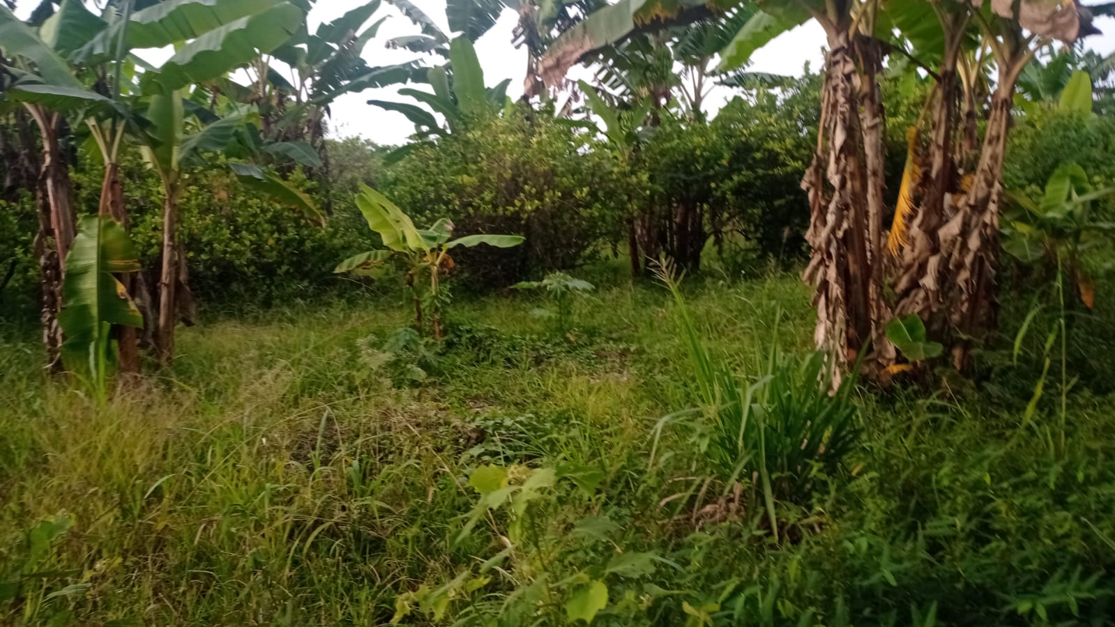 Finca de 16 tareas Ideal para casa campestre o agricultura en el Bosqu Foto 7319155-3.jpg