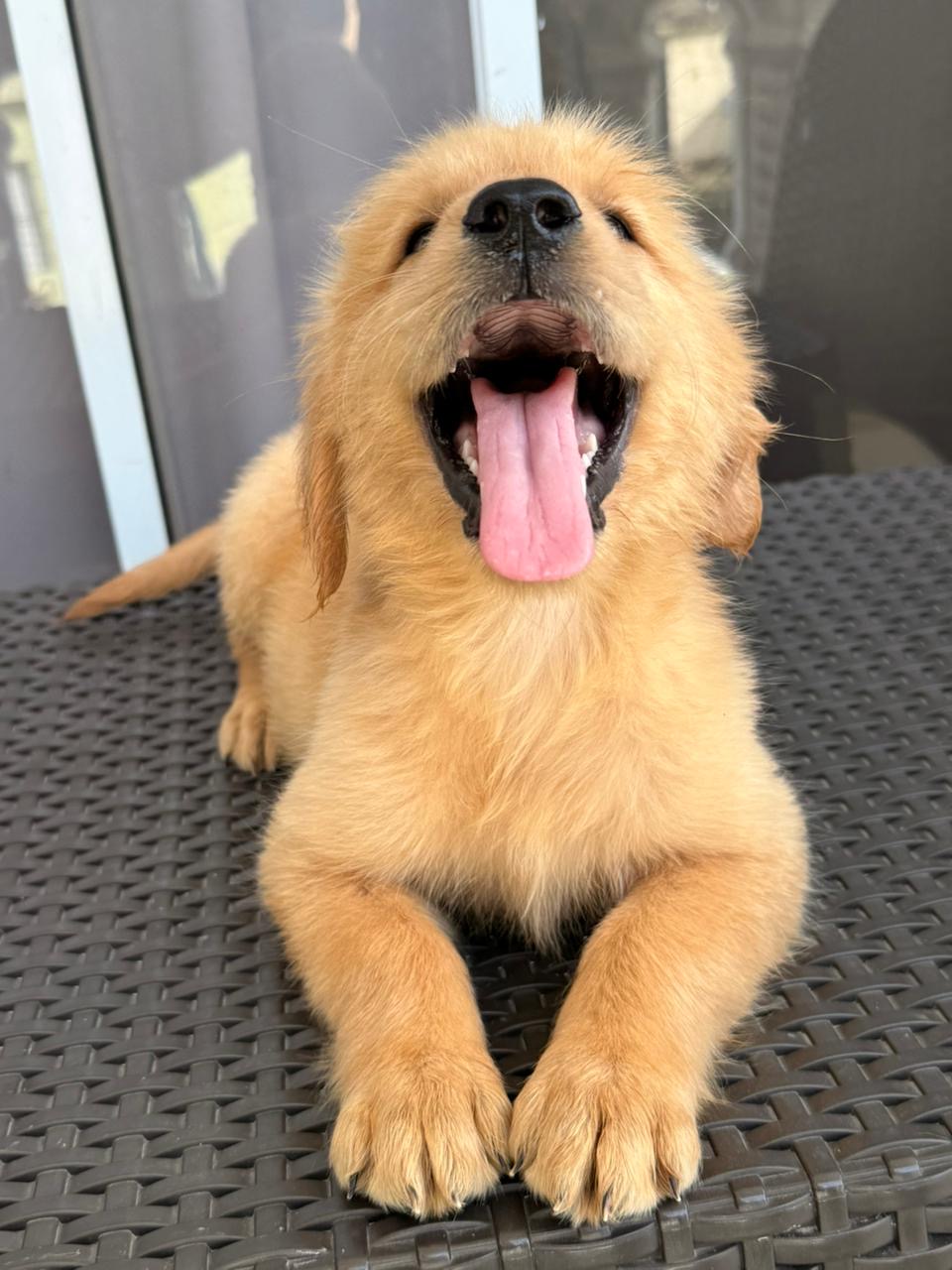 Golden retriever  Foto 7319413-1.jpg