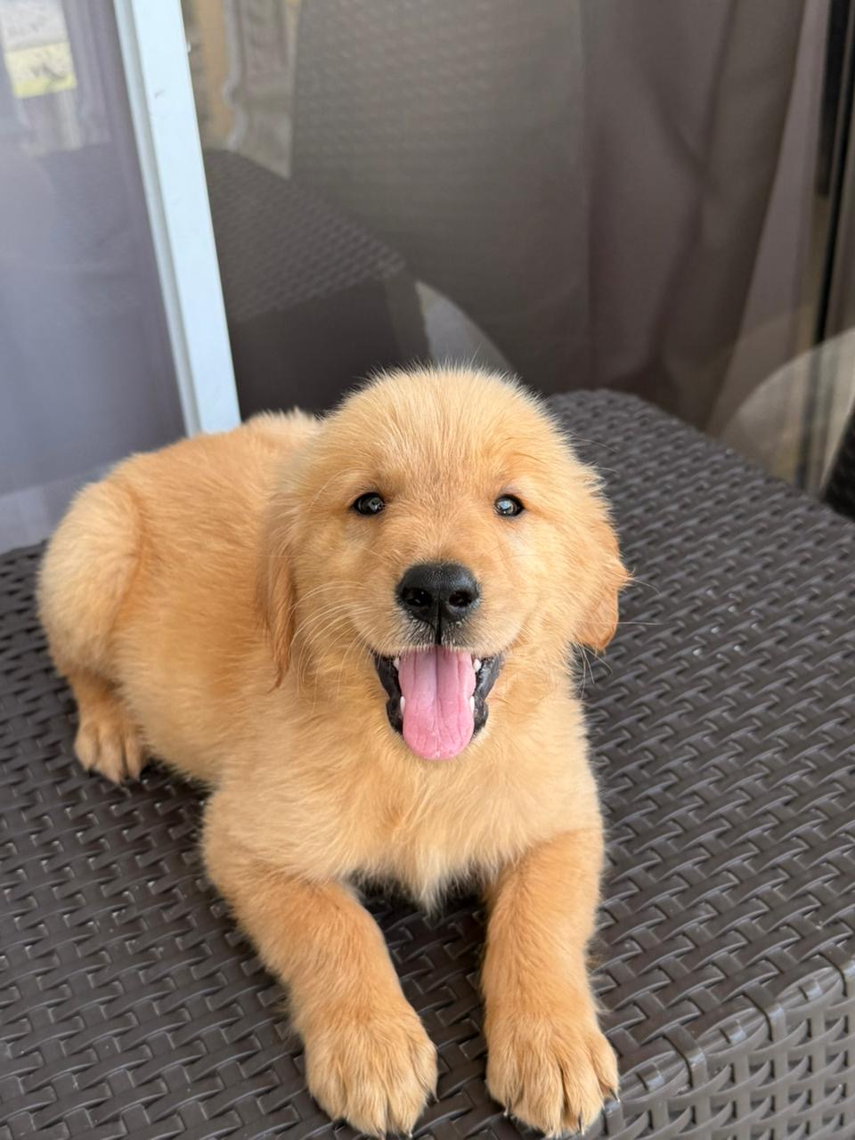 Golden retriever  Foto 7319413-2.jpg