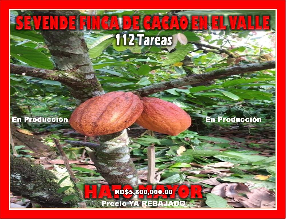ULTIMA REBAJA en Finca de CACAO en PRODUCCION 112 tareas en El Valle d Foto 7319552-1.jpg