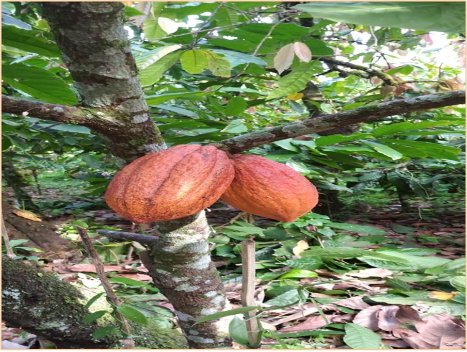 ULTIMA REBAJA en Finca de CACAO en PRODUCCION 112 tareas en El Valle d Foto 7319552-2.jpg