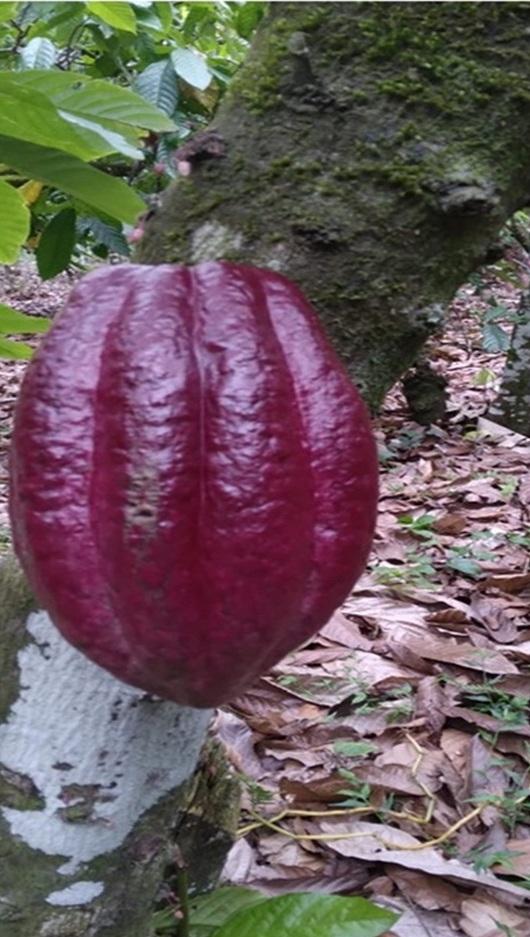 ULTIMA REBAJA en Finca de CACAO en PRODUCCION 112 tareas en El Valle d Foto 7319552-5.jpg