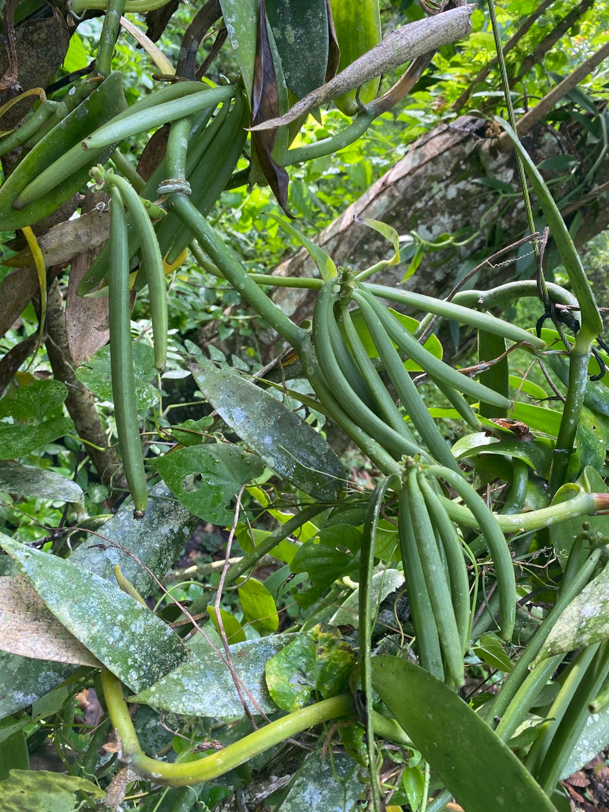 ULTIMA REBAJA en Finca de CACAO en PRODUCCION 112 tareas en El Valle d Foto 7319552-6.jpg