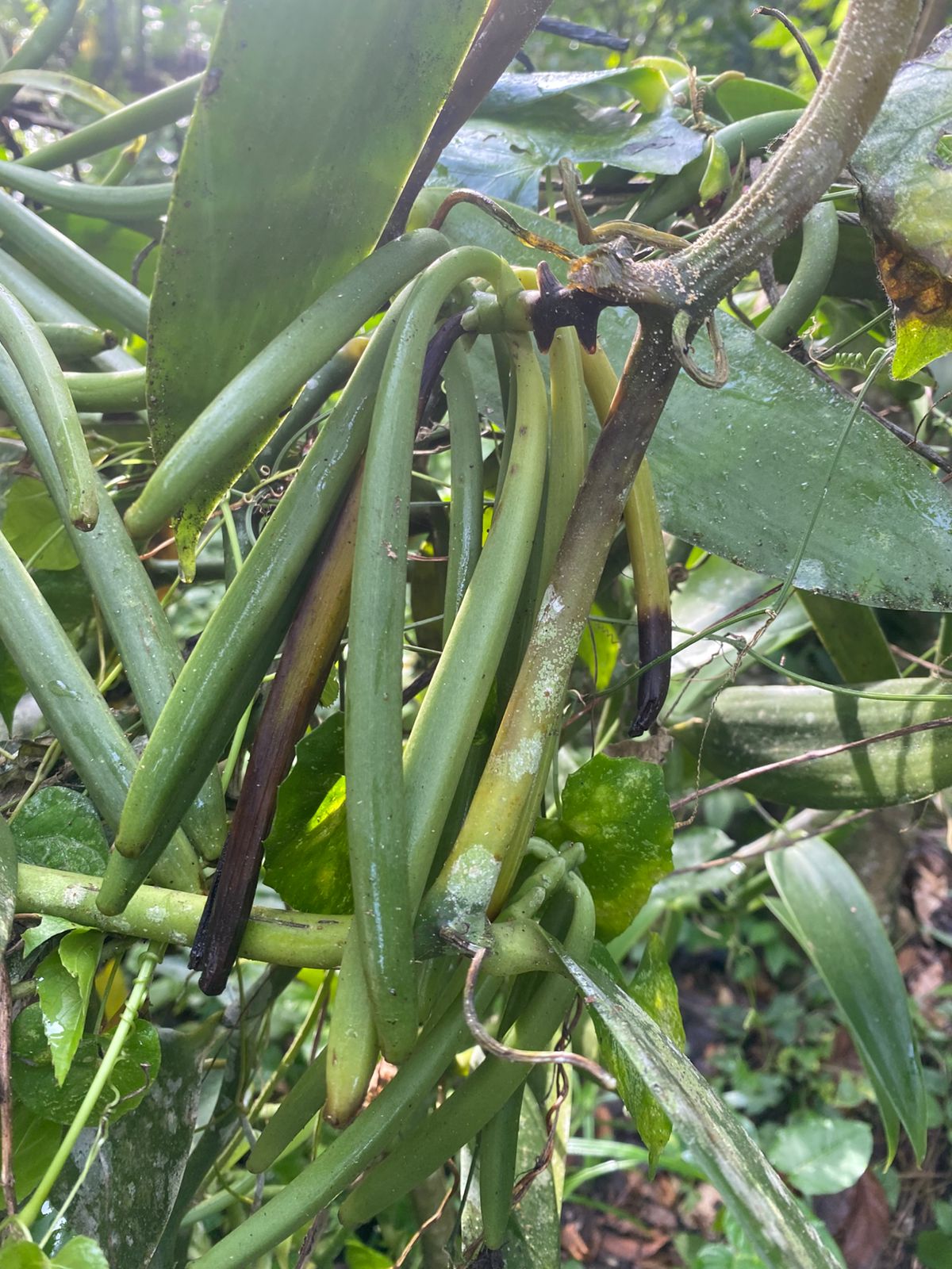 ULTIMA REBAJA en Finca de CACAO en PRODUCCION 112 tareas en El Valle d Foto 7319552-8.jpg