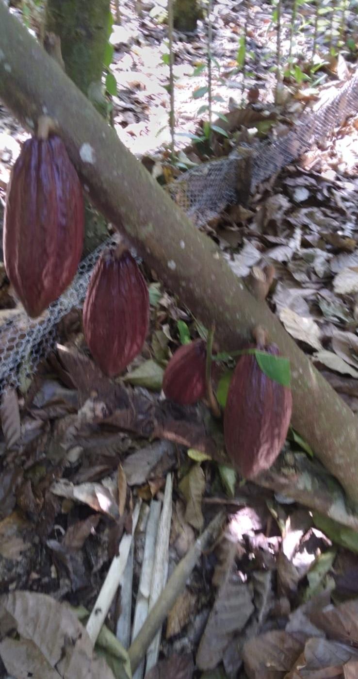 ULTIMA REBAJA en Finca de CACAO en PRODUCCION 112 tareas en El Valle d Foto 7319552-9.jpg