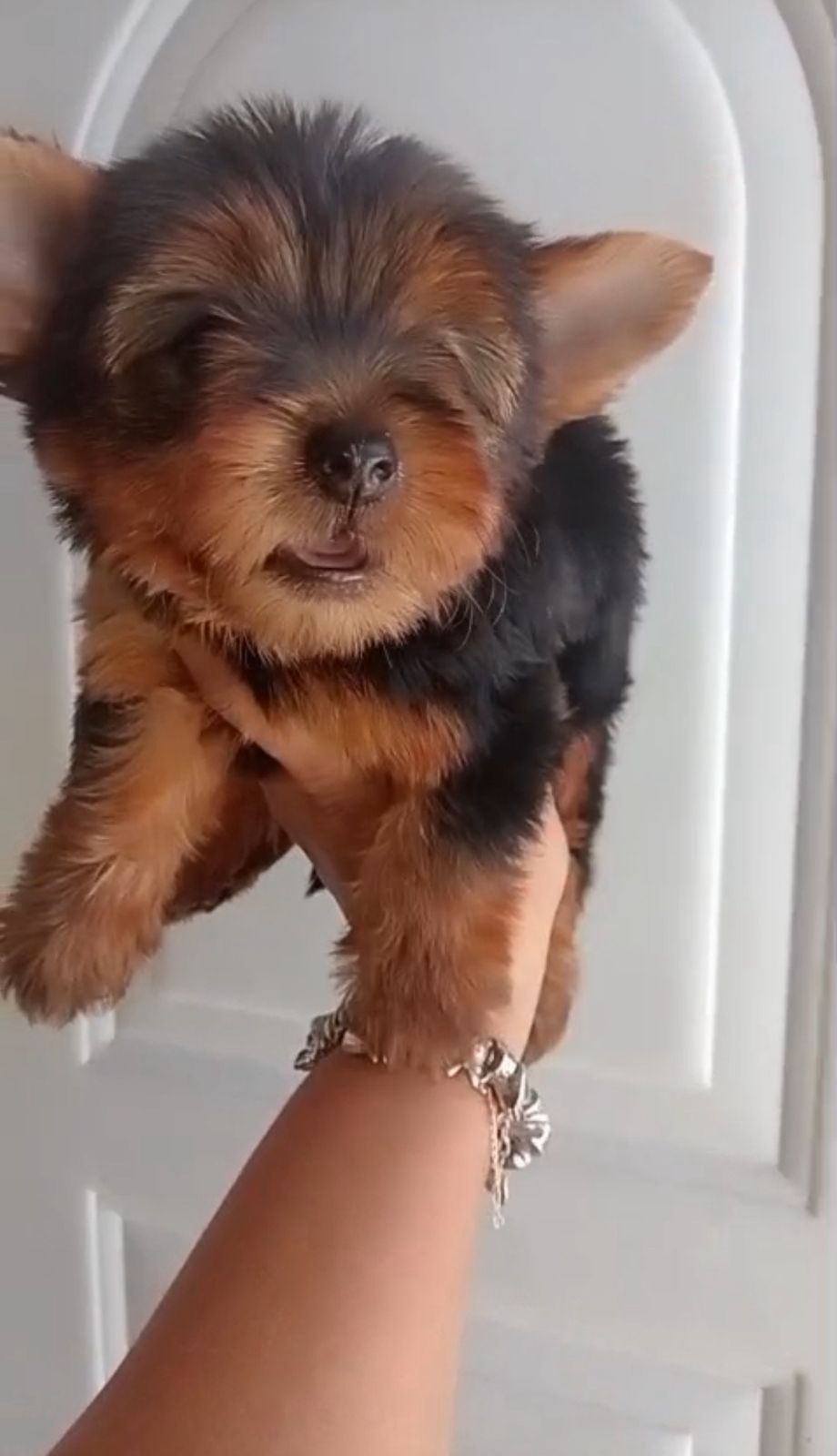 OFERTA CACHORRO YORKIE MACHO UBICADA EN SANTO DOMINGO Y VACUNA AL DIA  Foto 7319569-1.jpg