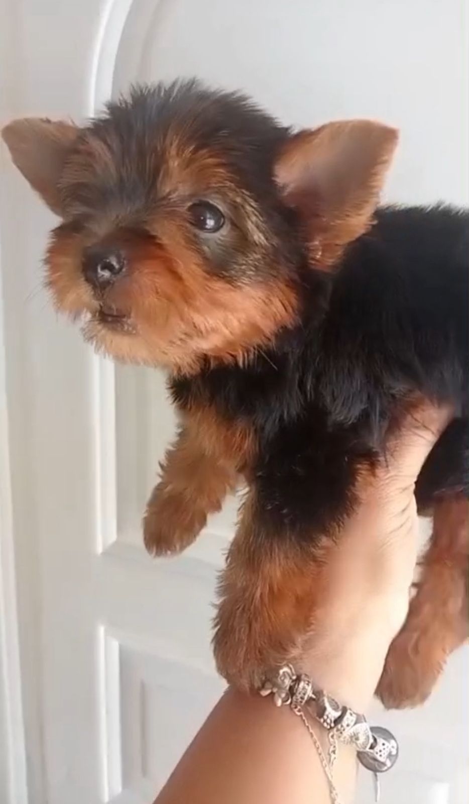 OFERTA CACHORRO YORKIE MACHO UBICADA EN SANTO DOMINGO Y VACUNA AL DIA  Foto 7319569-2.jpg
