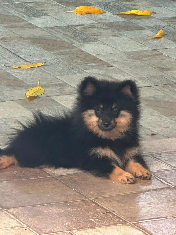 OFERTA CACHORRO POMERANIA MACHO EN SANTIAGO Y VACUNADA Foto 7319571-1.jpg