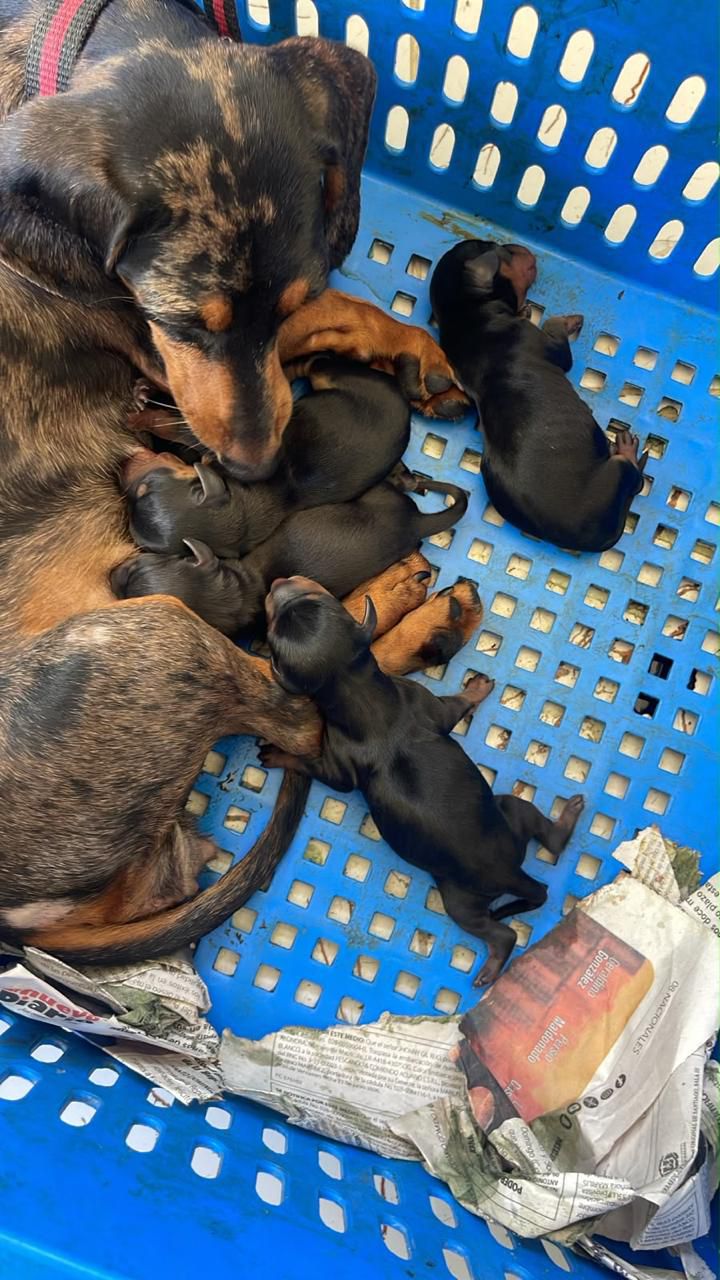 OFERTA CACHORRO SALCHICHA AMBOS SEXO PARA APARTAR EN UBICADO EN SANTO  Foto 7319574-1.jpg