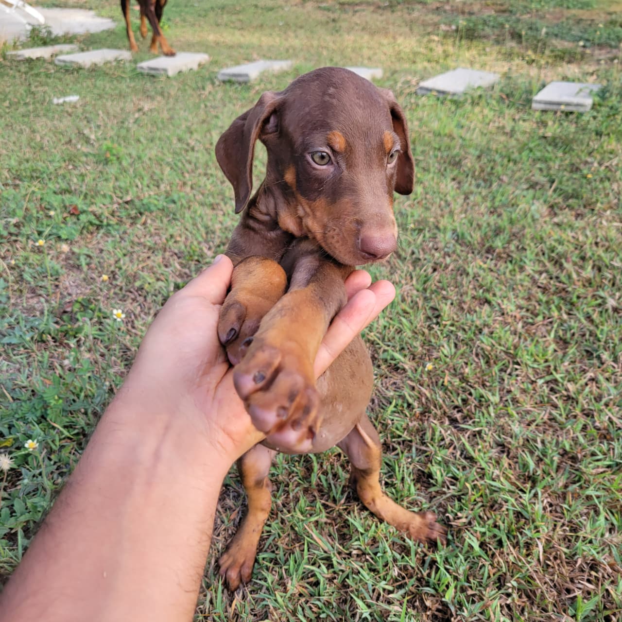 OFERTA CACHORRO DOBERMAN AMBOS SEXO EN SANTIAGO Y VACUNA AL DIA  Foto 7319575-3.jpg