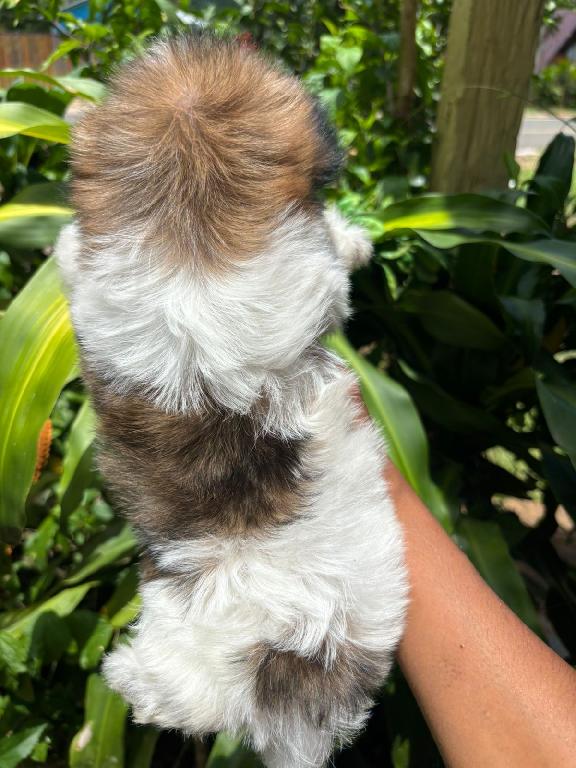 OFERTA CACHORRO SHIPOO HEMBRA EN SANTO DOMINGO Y VACUNA AL DIA  Foto 7319579-1.jpg