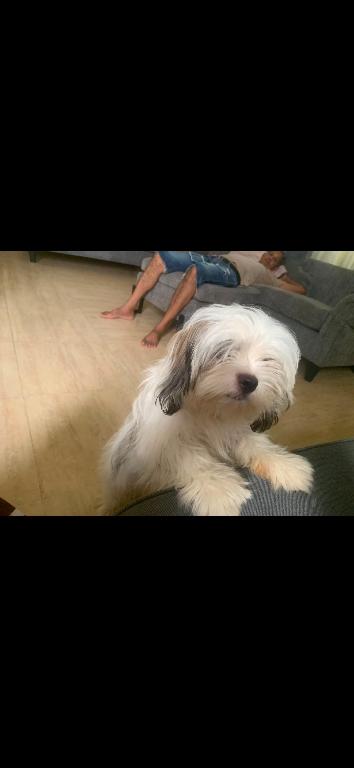 Perrito Shi tzu en venta blanquito Foto 7319614-1.jpg