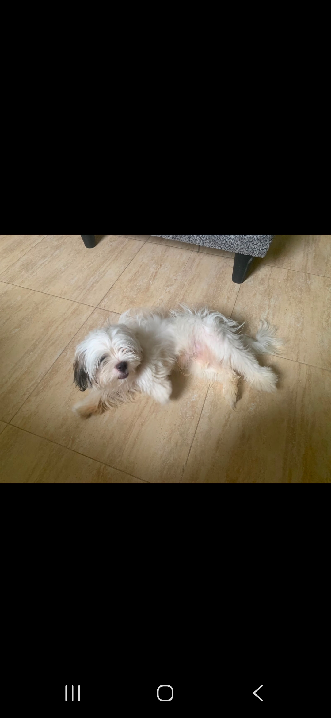 Perrito Shi tzu en venta blanquito Foto 7319614-2.jpg
