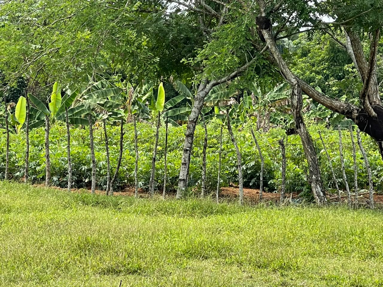 Vendo BELLA  Finca GANADERA CON SUS PASTOS 245 tareas en DON JUAN MONT Foto 7319615-5.jpg