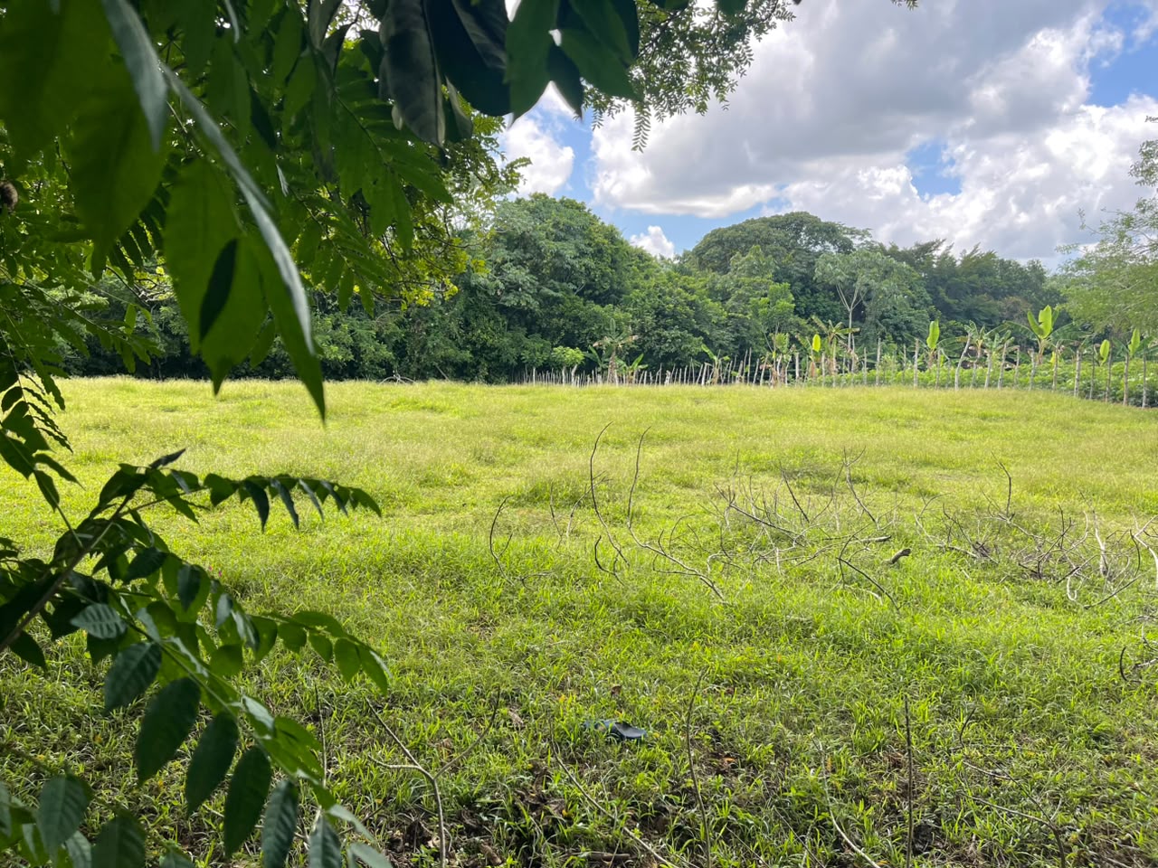 Vendo BELLA  Finca GANADERA CON SUS PASTOS 245 tareas en DON JUAN MONT Foto 7319615-7.jpg
