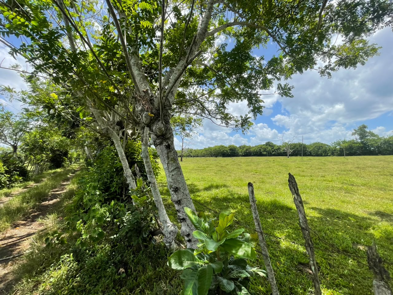 Vendo BELLA  Finca GANADERA CON SUS PASTOS 245 tareas en DON JUAN MONT Foto 7319615-8.jpg
