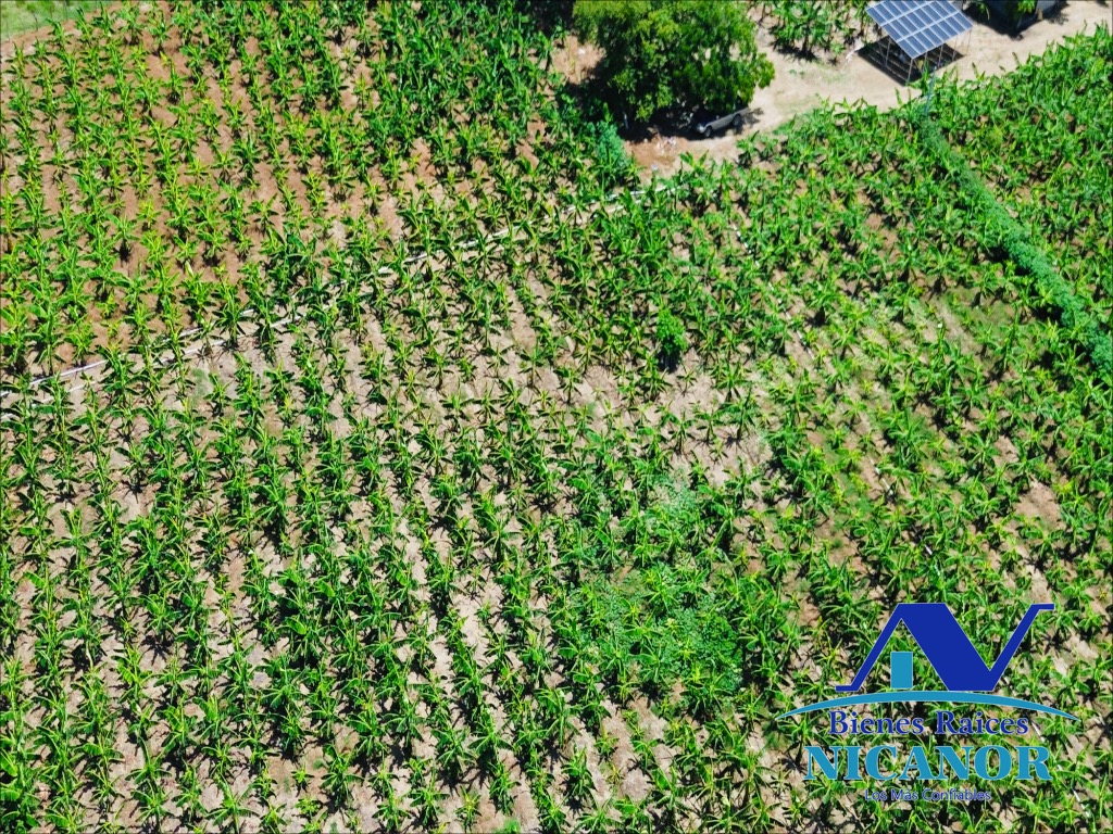 Finca Sembrada de platano en venta Foto 7319618-4.jpg