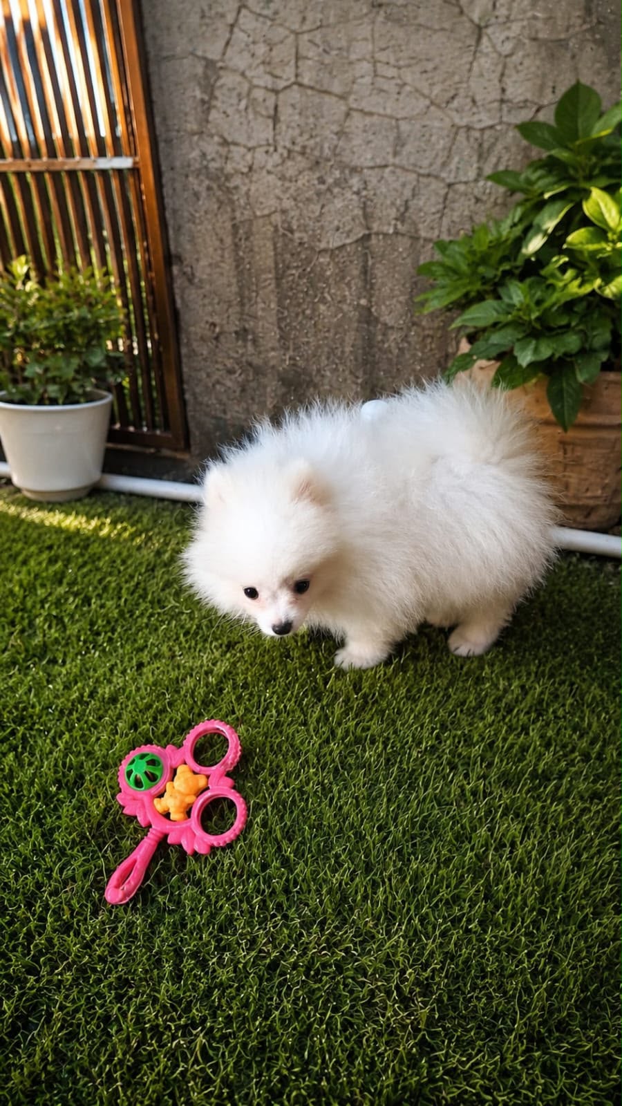 OFERTA CACHORRO POMERANIA MACHO EN SANTO DOMINGO Y VACUNADA Foto 7320422-2.jpg