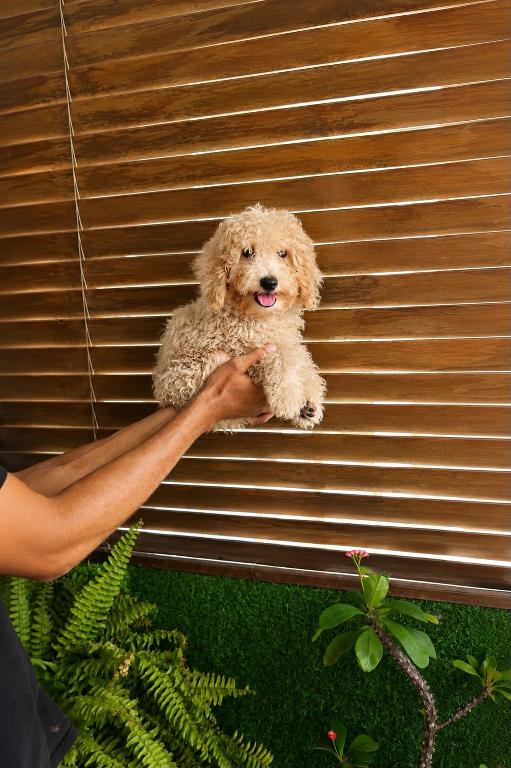 OFERTA CACHORRO POODLE CANICHE TOY MACHO  EN SANTO DOMINGO CON TODO AL Foto 7320423-1.jpg