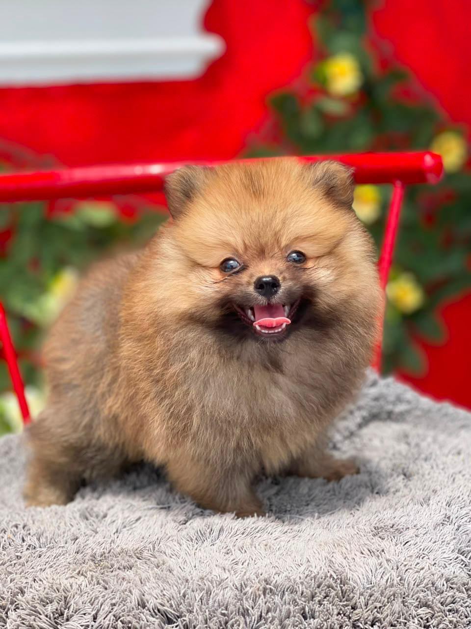 OFERTA CACHORRO POMERANIA MACHO EN SANTO DOMINGO Y VACUNADA Foto 7320425-1.jpg