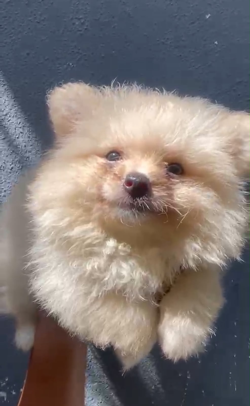 OFERTA CACHORRO POMERANIA HEMBRA EN SANTO DOMINGO Y VACUNADA Foto 7320426-1.jpg