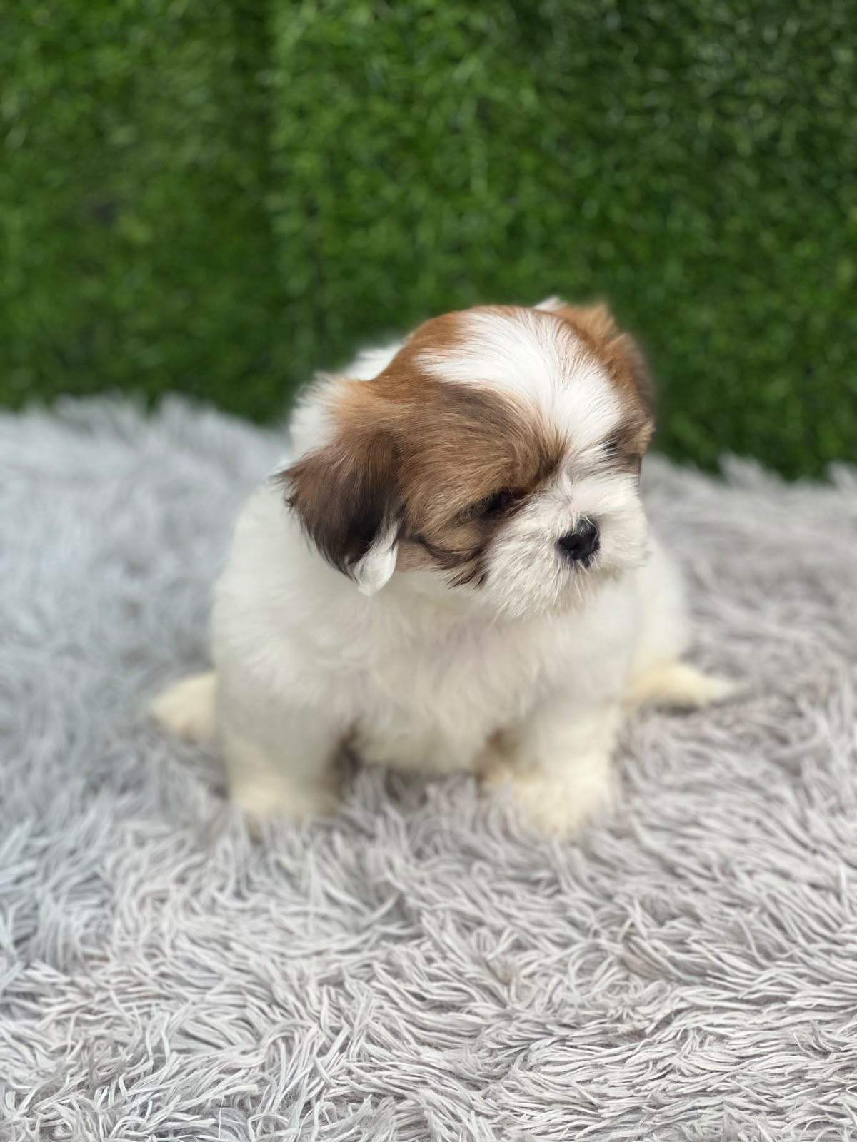 OFERTA CACHORRO SHIH TZU MACHO EN SANTO DOMINGO Y VACUNADOS  Foto 7320427-1.jpg