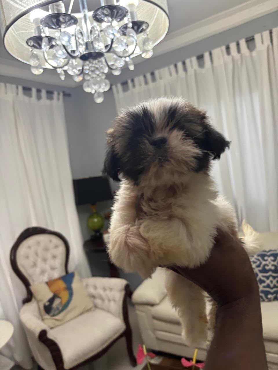 OFERTA CACHORRO SHIH TZU MACHO EN SANTO DOMINGO Y VACUNADOS  Foto 7320428-2.jpg