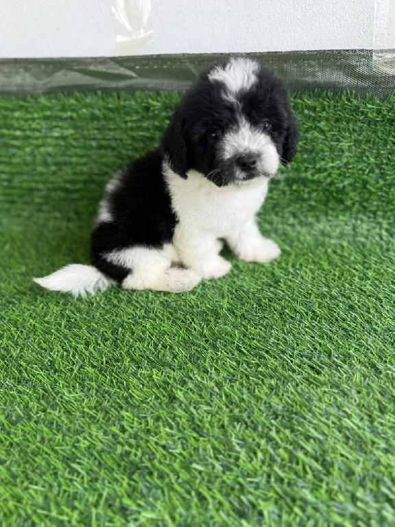 OFERTA CACHORRO MALTIPOO HEMBRA  EN SANTO DOMINGO Y VACUNA AL DIA  Foto 7320429-1.jpg